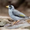 Medosavka hlucna - Manorina melanocephala - Noisy Miner o9615